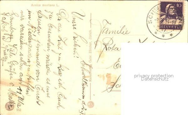 Frueh W. 552 Arnica montana Arnika – Bild 2