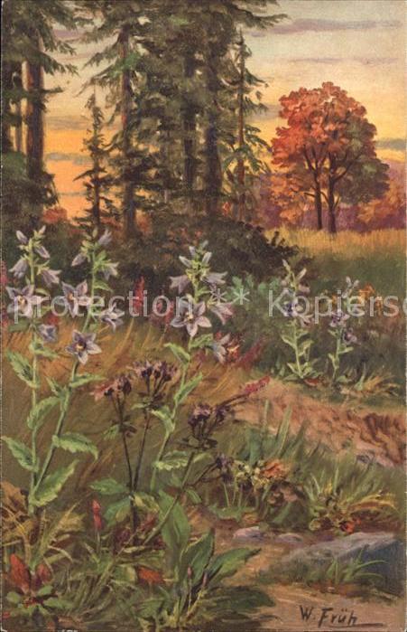 Frueh W. 595 Campanula Trachelium Nesselblättrig