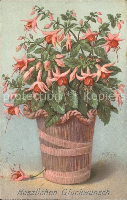 Frueh W. Fuchsie