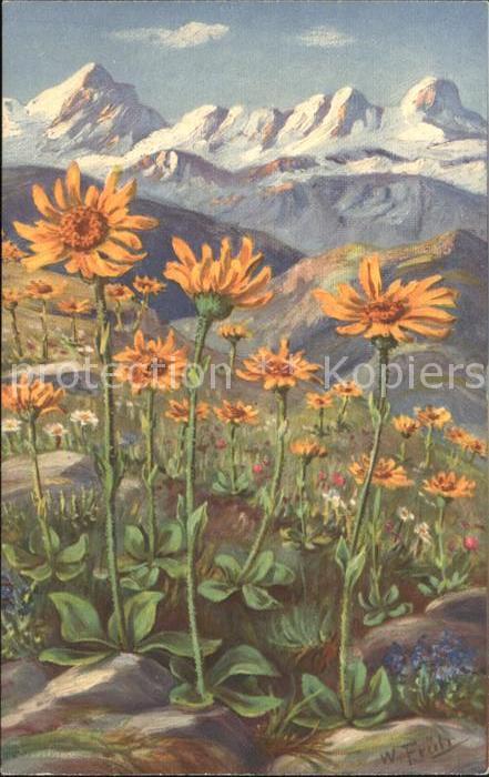 Frueh W. 552 Arnica montana