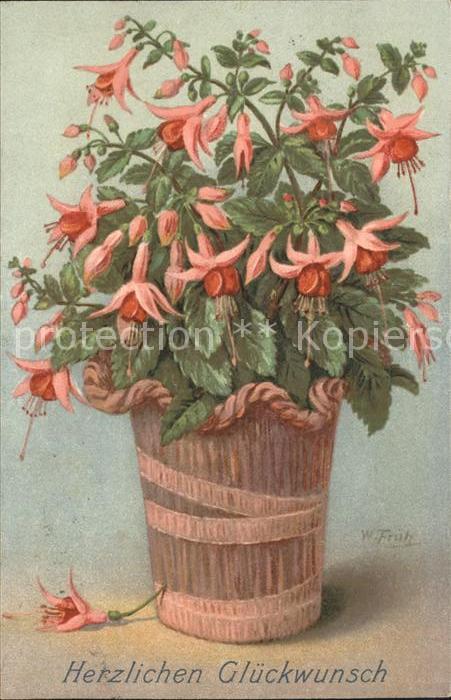 Frueh W. Fuchsie