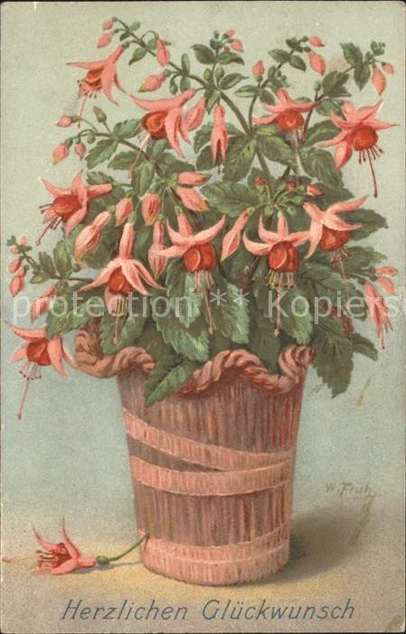 Frueh W. Fuchsie