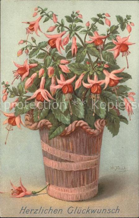Frueh W. Fuchsie