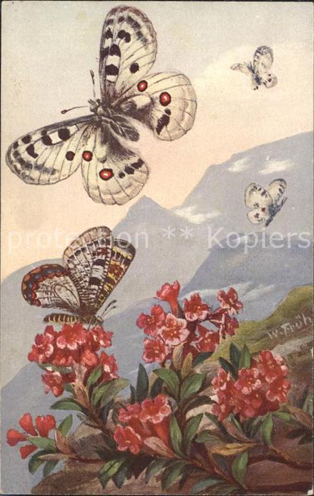 Frueh W. 321 Rhododendron ferrugineum Alpenrose