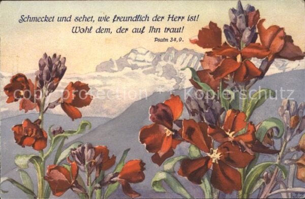 Zuercher J. 695 Cheiranthus Goldlack