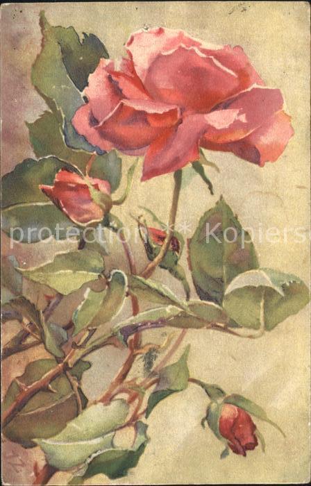 Zuercher J. 639 Gartenrose
