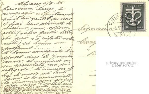 Derendinger-Roux D. 178 Stengelloser Enzian – Bild 2