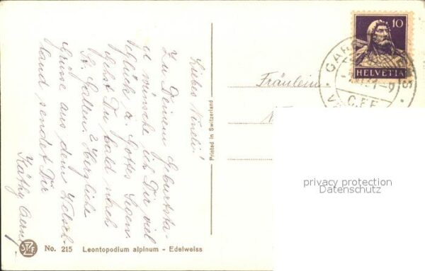 Derendinger-Roux D. 215 Edelweiß – Bild 2