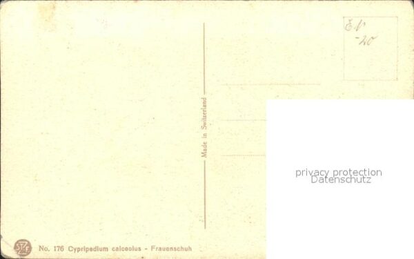 Derendinger-Roux D. 176 Frauenschuh – Bild 2