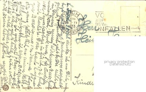 Derendinger-Roux D. 178 Stengelloser Enzian – Bild 2