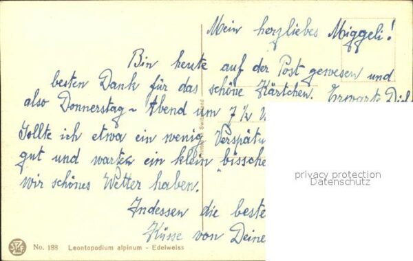 Derendinger-Roux D. 188 Edelweiß – Bild 2
