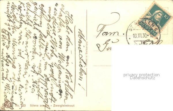 Derendinger-Roux D. Zwergleimkraut – Bild 2