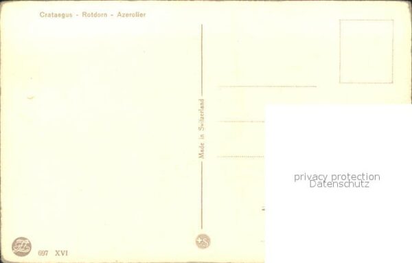 Zuercher J. Rotdorn – Bild 2