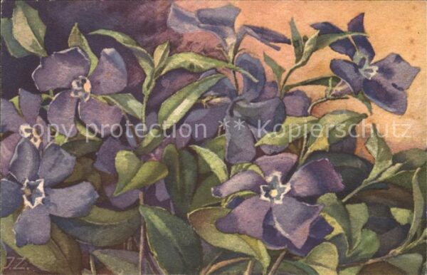 Zuercher J. Vinca major Großes Sinngrün