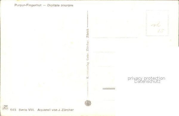 Zuercher J. Digitale pourpre Purpur-Fingerhut – Bild 2