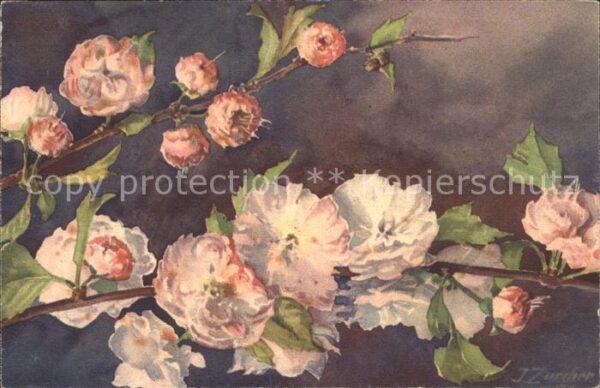 Zuercher J. Prunus trilob Linley Dreilapp. Pflaumen