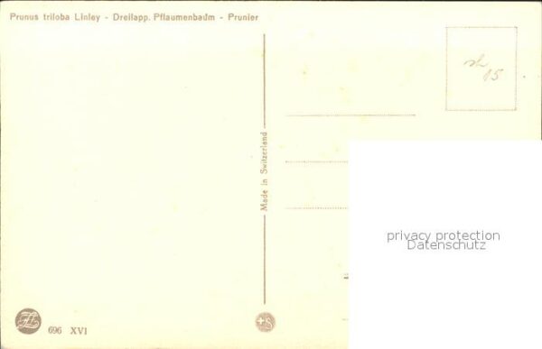 Zuercher J. Prunus trilob Linley Dreilapp. Pflaumen – Bild 2