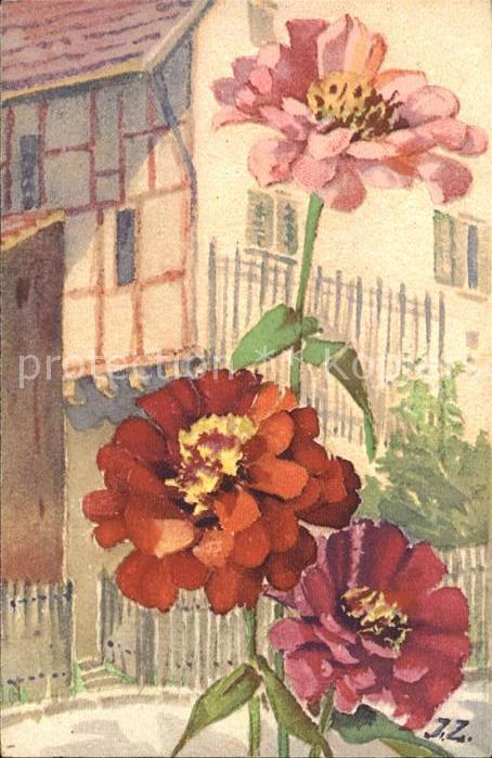 Zuercher J. Cineraria Läuseblume