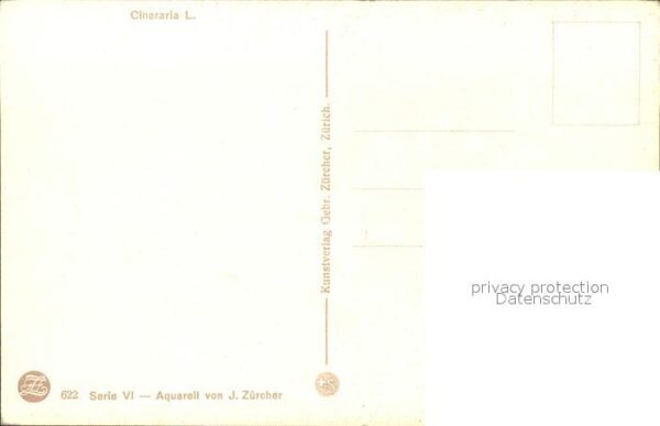 Zuercher J. Cineraria Läuseblume – Bild 2