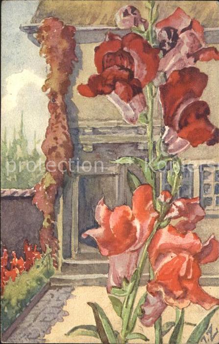 Zuercher J. Antirrhinum majus max. Löwenmaul