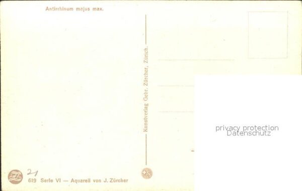 Zuercher J. Antirrhinum majus max. Löwenmaul – Bild 2