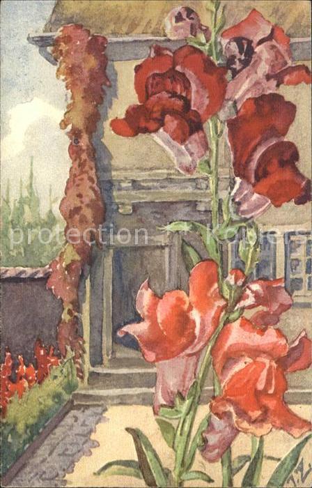 Zuercher J. Antirrhinum majus Löwenmaul