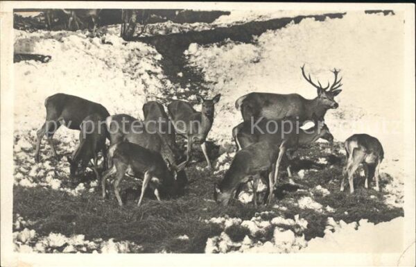 Hirsch Rehe Wild-Fütterung