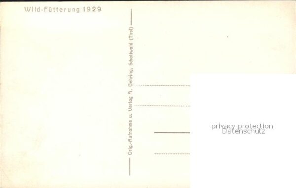 Hirsch Rehe Wild-Fütterung – Bild 2