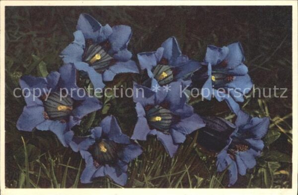 Blumen Koch'scher Enzian Gentiana Kochiana