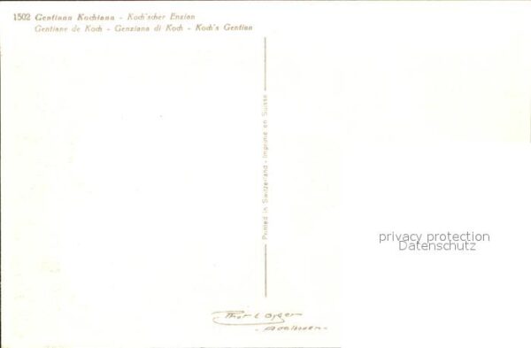 Blumen Koch'scher Enzian Gentiana Kochiana – Bild 2