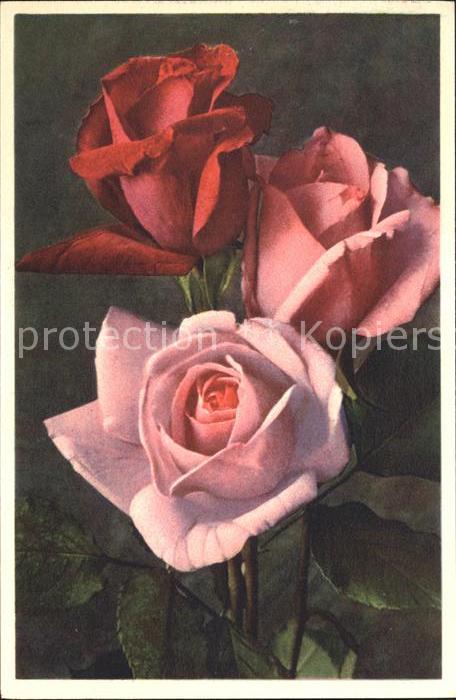 Rosen