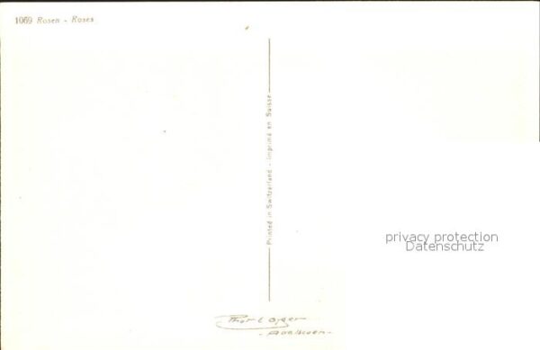 Rosen – Bild 2