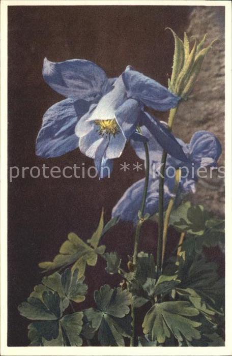 Blumen Alpen-Aklei Alpine Columbine