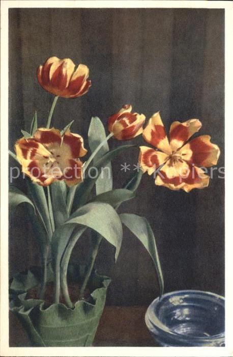 Blumen Tulpen Tulipa bybrida Tulipes