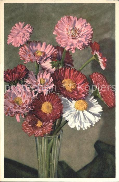 Blumen Garten-Massliebchen Päquerette Pratolin