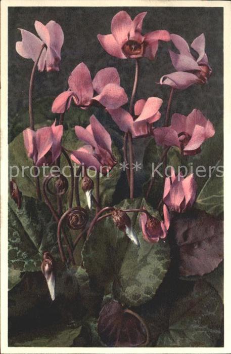 Blumen Alpenveilchen Erdscheibe Cyclamen europ