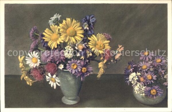 Blumen Alpenblumen Margeriten