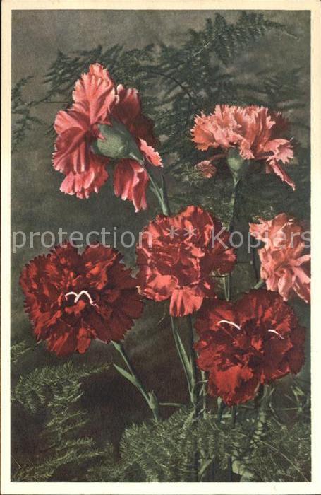 Blumen Garten-Nelke Dianthus caryophyllus