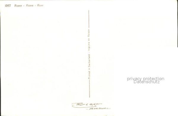 Rosen – Bild 2
