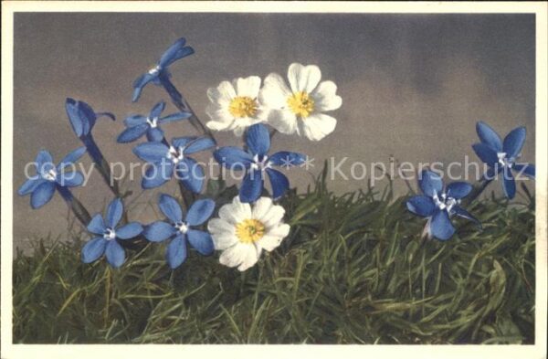 Blumen Bayrischer Enzian Gentiana bavarica