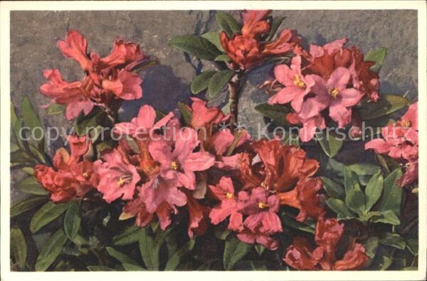 Blumen Rostblättrige Alpenrose Rhododendron fe