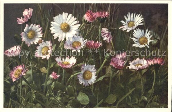 Blumen Gänseblümchen Massliebchen Bellis peren