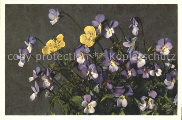 Blumen Stiefmütterchen Viola tricolor Viola de