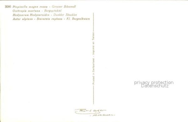 Blumen Grosser Bibernell Berg-Spitzkiel Dunkle – Bild 2