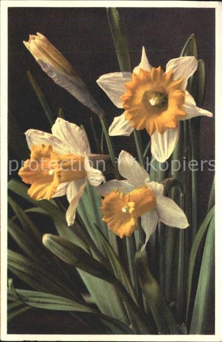 Blumen Gelbe Narzisse Jonquille Giunchiglia Da