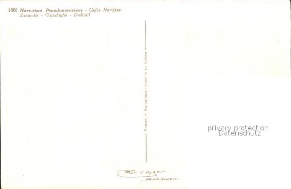 Blumen Gelbe Narzisse Jonquille Giunchiglia Da – Bild 2