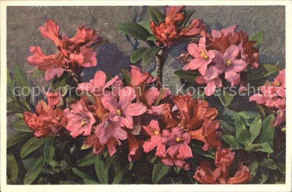 Blumen Rostblättrige Alpenrose Rhododendron fe