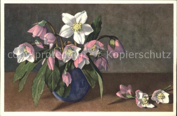 Blumen Christrose Schneerose Helleborus niger