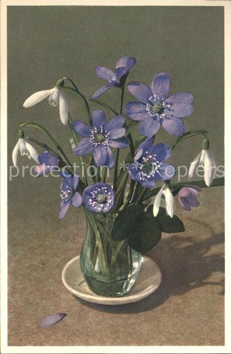 Blumen Anemone hepatica Galanthus nivalis