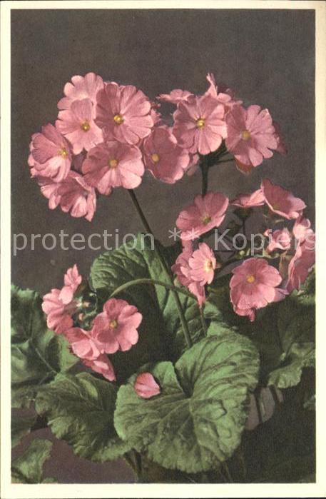Blumen Becher-Schlüsselblume Primula obconica